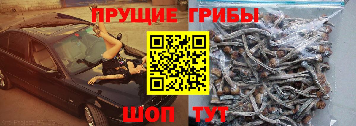 Псилоцибиновые грибы Psilocybe Прохладный